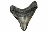 Fossil Megalodon Tooth - South Carolina #168176-1